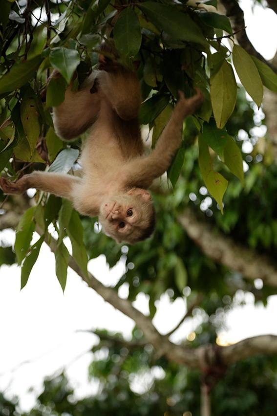 Misahualli Amazon Lodge ภายนอก รูปภาพ