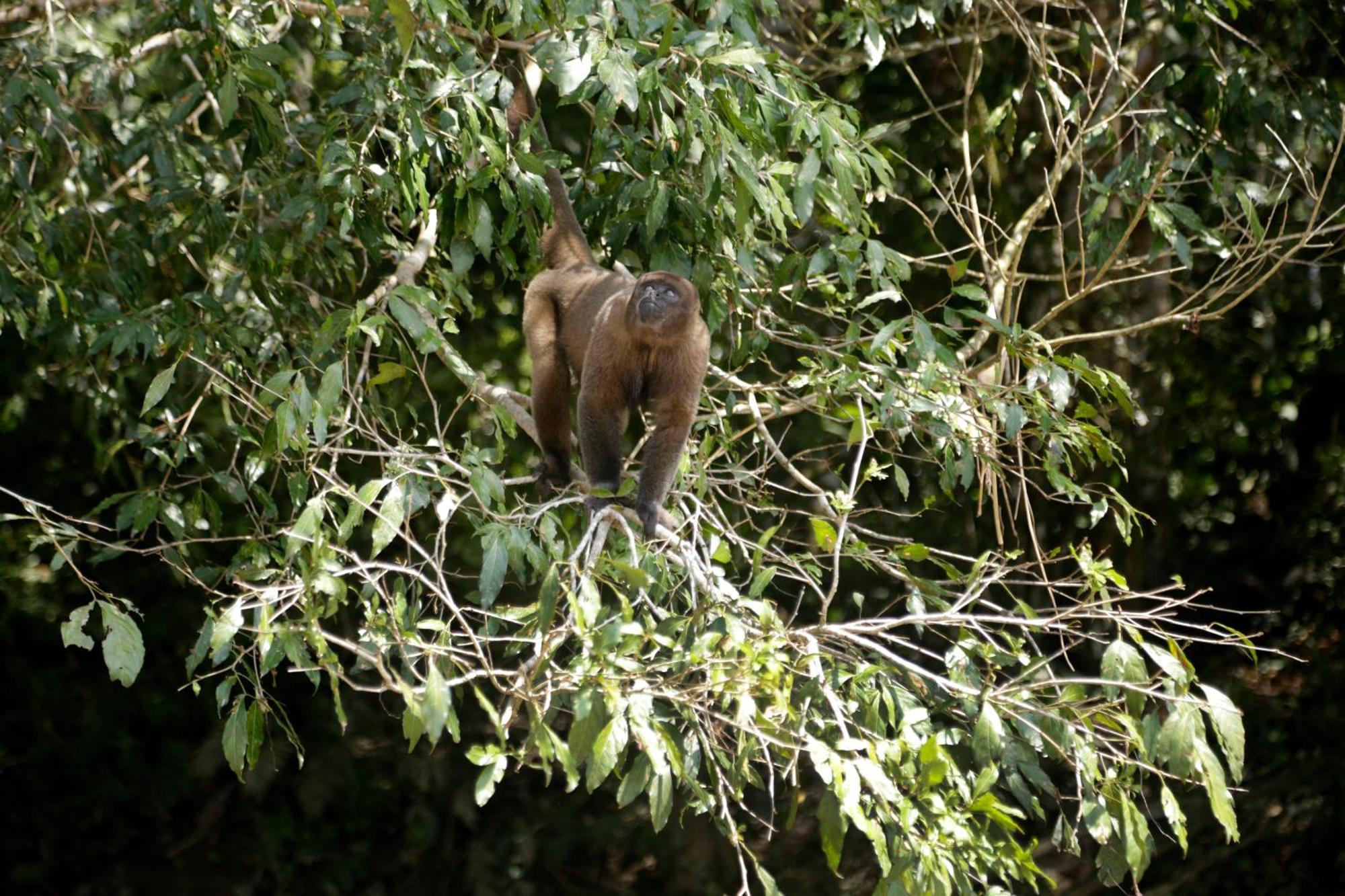 Misahualli Amazon Lodge ภายนอก รูปภาพ